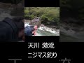 激流 ニジマス釣り 天川 shorts