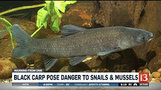 Black carp poses threat to snail and mussels