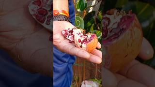 Pomegranate Harvesting ☘️#pomegranate #homegardening #organicgardening #garden #trend #naturelover