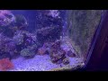 5 things i hate about my saltwater reef tank