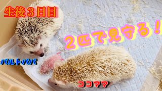 【生後３日目】ハリネズミ子育てミーティング