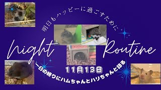 １日の終りにハムちゃんとハリちゃんと語る〜2024年11月13日