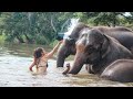 The Best Elephant Sanctuary in Chiang Mai, Thailand | Ethical, Non-riding! 🐘 Chiang Mai Vlog