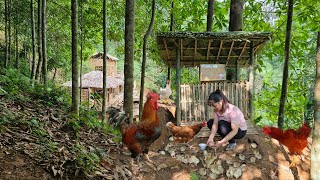 Full Video: 210 Days of building a farm, growing vegetables, raising chickens - Living with nature