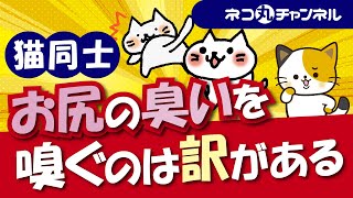 猫同士がおしりのニオイを嗅ぐのは、猫にとって重要な意味がある！