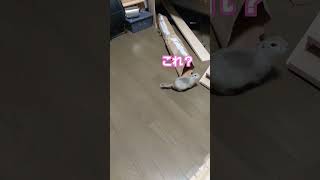 紙袋トンネルとあずき #リチャードソンジリス #ペット #小動物 #おもちゃ