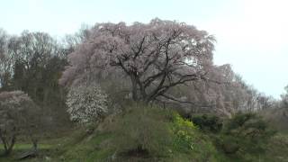 平石桜　福島県中田町の桜　2015年4月18日　00686