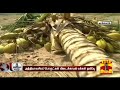 அடியோடு சாய்ந்த ஆயிரக்கணக்கான தென்னை மரங்கள் coconut trees cyclone gaja thanthi tv