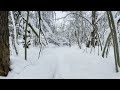 walking russia winter forest 4k ПРОГУЛКА ПО ЗИМНЕМУ ЛЕСУ В 4k