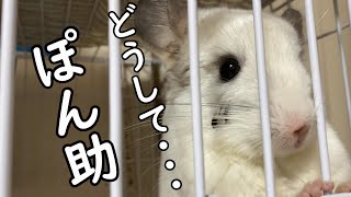 【チンチラ】どうしてぽん助は・・・いつも　　chinchilla