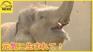 北海道では初めて　アジアゾウのパール妊娠を確認　札幌市円山動物園　エコー検査でお腹に子ども