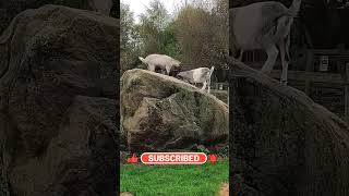 Adorable Goat Kids Play and Explore on Giant Rock!😍 #shorts #cute #animals