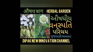 Herbal Garden ઔષધીયબાગ  ઔષધીયવનસ્પતિ પરિચય #DipakNewInnovationChannel