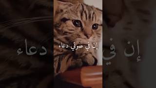 يا رب 😭❤ دعاء يريح القلب 💚 أجمل حالات واتس أدعية دينية 🤲❤مقاطع انستغرام ♥استوريات دينية