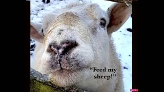 Feed my lambs