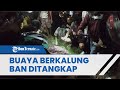 Buaya Berkalung Ban di Palu yang Viral Ditangkap, Kini Ban Telah Dilepas Warga