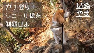 ビーグル犬と一緒に秋の六甲山を歩いたよ