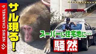 【出没】松山市中心部にサル現れる！スーパーに住宅地に…捕獲作戦＜NEWS CH.4＞