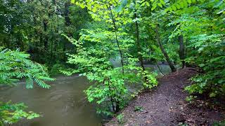 ASMR Walk in the Nature // Autumn, Heavy rain, River sound, Forest