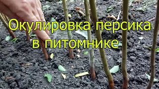 Окулировка персика в питомнике