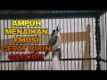 SRDC GACOR DOR BONGKAR ISIAN BIKIN BURUNG BURUNG IKUT BUNYI!!!