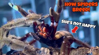 How do Tarantulas breed?!? P. Irminia breeding 🤯😱