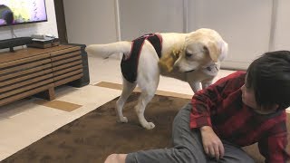 初めてヒート（生理）になった ラブラドールレトリーバー 子犬 マナーパッドとホルダーしてみたらどうなるのか？ / Labrador retriever チャピーの成長日記 #35