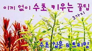 수초 어항을 이끼 없이 유지하기위해 알아야 할 3가지 방법과 트리밍