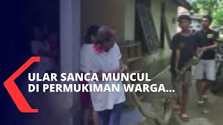 Kemunculan Ular Sanca di Permukiman Ini Gegerkan Warga Ilir Timur, Palembang