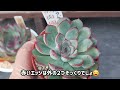 【多肉植物】10月初め紅葉チェック！新しい仲間の紹介 寒さに強い多肉