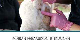 Vetsy | Koiran peräaukon tutkiminen