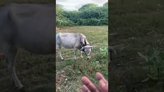 Cow have 5 Legs | ஐந்து கால் மாடு. | #samsbehind | #shorts |