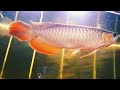 AROWANA SUPER RED treatment daun ketapang#supriyantosiiwakrowo74#arwana #superred #merah