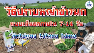 วิธีปราบหญ้าข้าวนก แบบเห็นผลภายใน 7-14 วัน