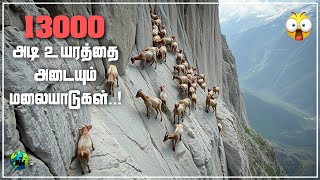 ஏன் ஆடுகள் 13000 அடி உயரத்துக்கு ஏறுது? This is why goats climb to 13000ft | Alpine ibex | BioWorld