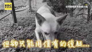 2020-03-29 東森新聞 - 可憐浪浪遭捕獸夾斷掌只剩後腿 動物救援小組奔東勢林場營救