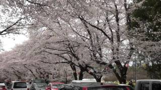 小林牧場の桜