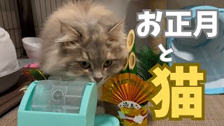 お正月飾りと落ち着きのないもふもふ猫