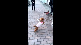 大型犬に襲いかかる小型犬#shorts