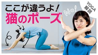 【ヨガ解説】ヨガあるある❗️猫のポーズ間違えやすいポイント解説！〇〇に悪いよ！3点改善し効果アップ⤴️