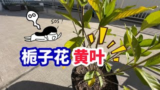 第1集｜拯救栀子花黄叶，秋冬季节养护小技巧！