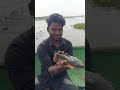 ❤️அருமையான பெரிய விரால் மீன் ❗️💢❓️ snake head fish fishing shorts snakehead