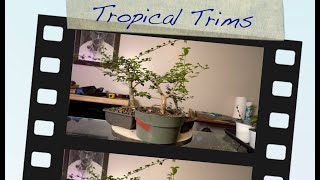 Premna \u0026 Gmelina Prunes:  Dave's Bonsai E156