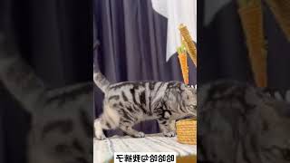 给小猫咪剪指甲，它不愿意，要哄一哄才行   西瓜视频 #014