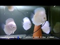 Albino Platinum Discus Fish