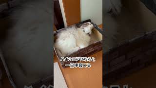 猫のリアルな日常2025.2.10#れとふすめkrチャンネル#ラグドール#保護猫#猫のいる暮らし#shorts