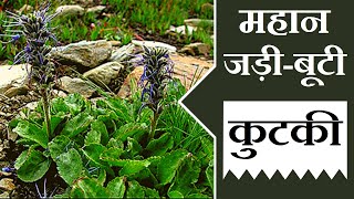 महान जड़ी-बूटी कुटकी │ Benefits of Picrorhiza Kurroa, kutki on Health Channel By Vishal Sathye