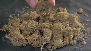Gelato marijuana strain