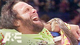 WWE Biography: Randy "Macho Man" Savage Bitten by Jake The Snake's Cobra | A&E