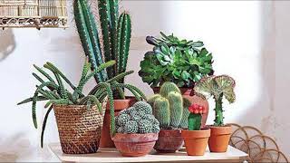 TOP 10 PLANTAS PARA CASA E APARTAMENTO